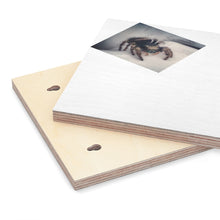 Load image into Gallery viewer, Spider Hunts Fly™