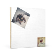 Load image into Gallery viewer, Spider Hunts Fly™